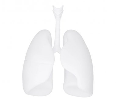 3d human lung clipart