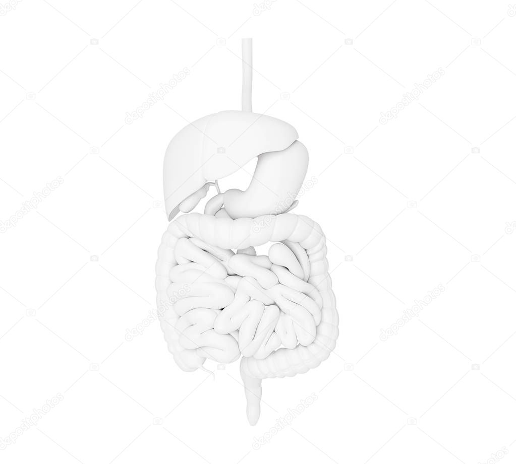 3d illustration of Digestive System