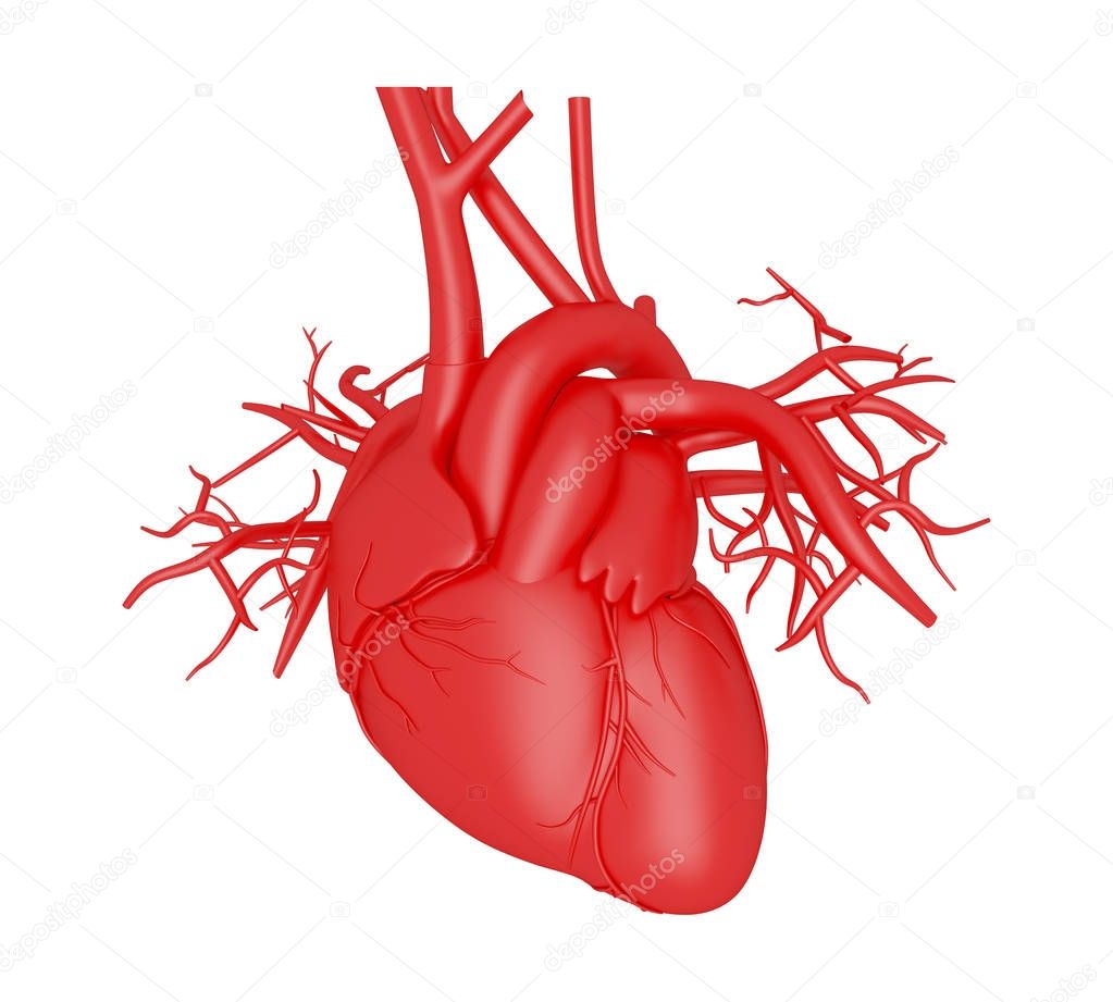 3d Human heart