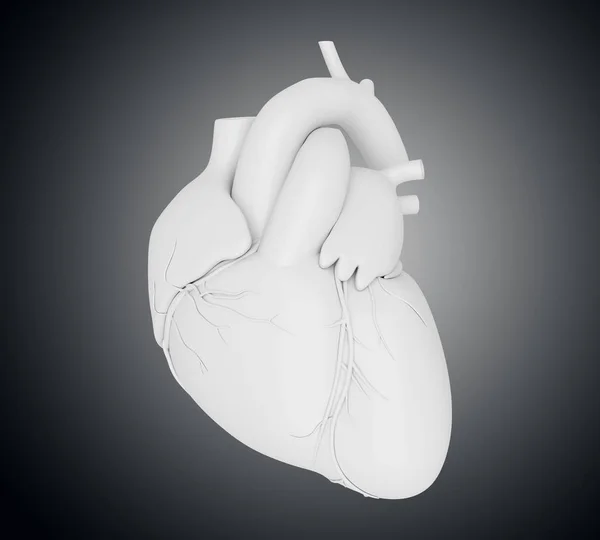 3d Cuore umano — Foto Stock