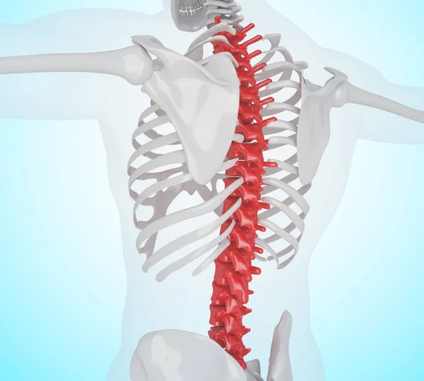 3d ілюстрація болю в спині скелета людини — стокове фото