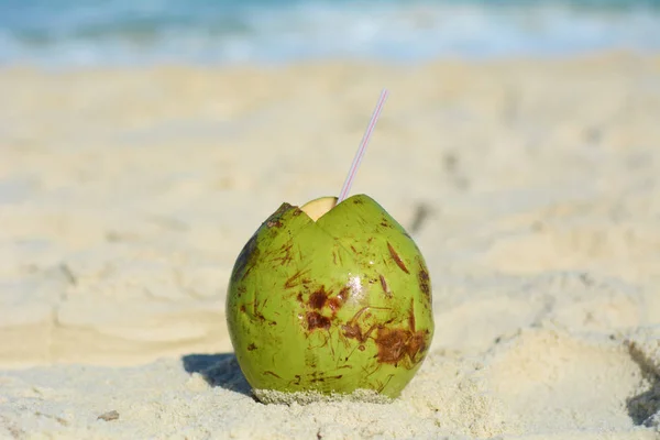 Кокосовый орех на берегу моря . — стоковое фото