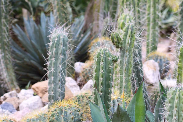 Kaktus w ogrodzie botanicznym. — Zdjęcie stockowe