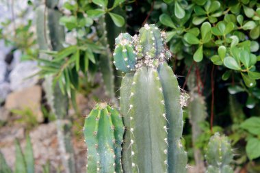 Kaktüs bir Botanik Bahçesi.