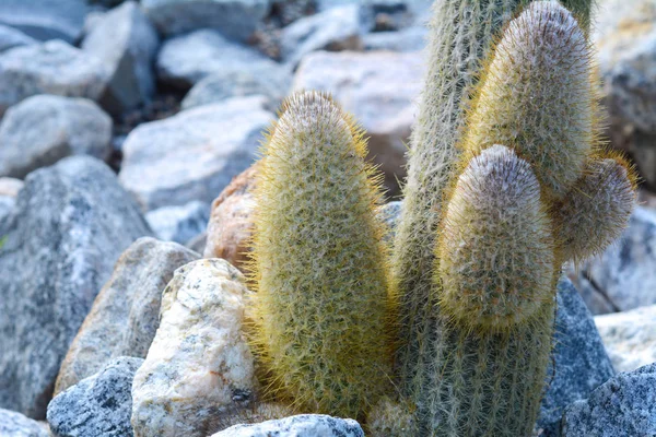 Kaktusów i innych roślin w ogrodzie botanicznym. — Zdjęcie stockowe
