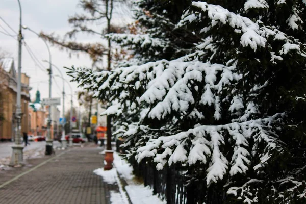 Winter spruce snow — Stock Photo, Image