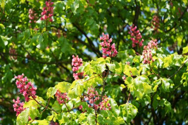Pembe çiçekli buckeye ağaç