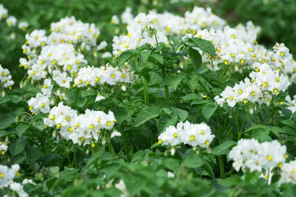 White flowering potato plants — Stock Photo, Image