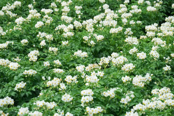 Hvide blomstrende kartoffelplanter - Stock-foto