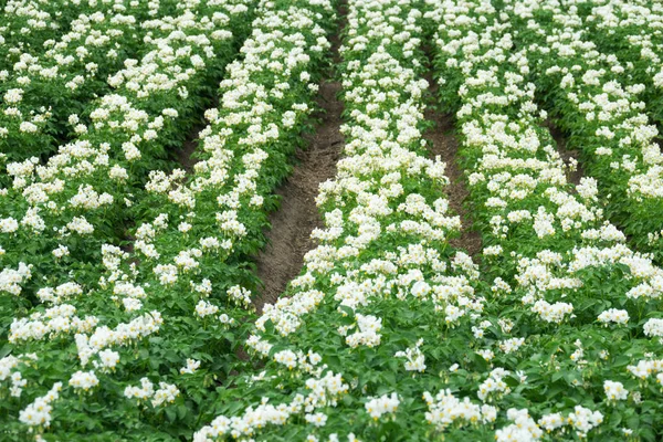 Plantas de papa de floración blanca —  Fotos de Stock