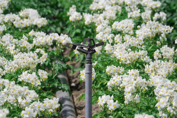 Irrigation system with flowering potato plants — Stock Photo, Image