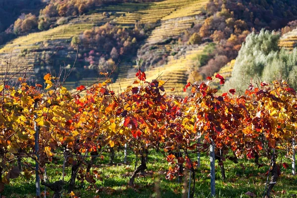 Vignes à raisins décolorées automnalement — Photo