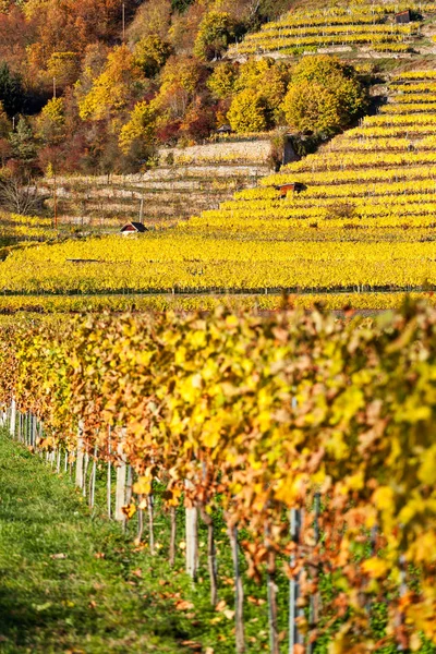 Vin cultivé sur la colline avec terrasses — Photo