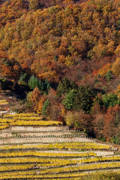 Viticoltura in collina con terrazze — Foto Stock