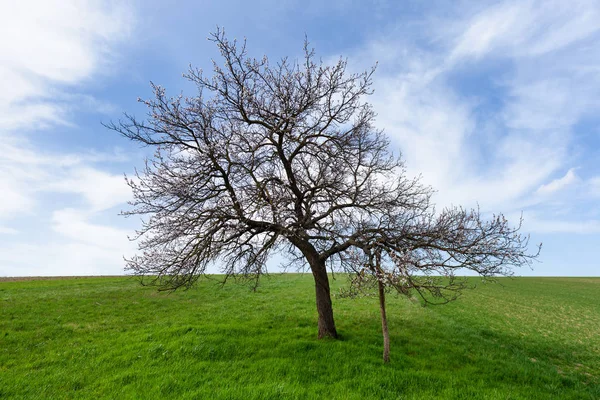 Bloei cherry tree — Stockfoto