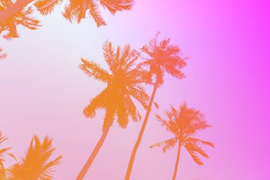 Hindistan cevizi hurma ağacı renk fillter