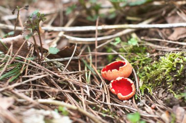 Saprobik mantar, orman zeminindeki nemli noktalarda çürüyen çubuklar ve dallarda yetişir, genellikle yaprak çöplerinin altında ya da toprağın içinde gömülüdür. Kupa şeklindeki meyve gövdeleri genellikle kışın soğuk aylarında ve ilkbaharın başlarında üretilir. Bri.