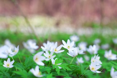 Baharda ormanda büyüyen beyaz şakayık çiçekleri. Yumuşak desenli çiçek resmi kremalı bokeh ile açılışta.