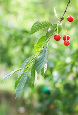 Kırsal kesimdeki bir ağacın dalında olgun kirazlar.