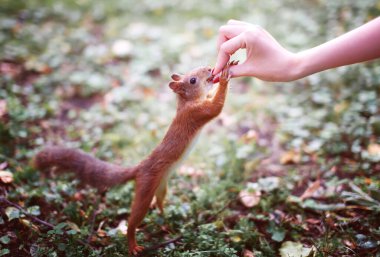 Sincap, fındığı elinden alıyor.