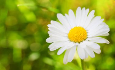 Papatya ya da papatyanın parlak ılık yaz fotoğrafı