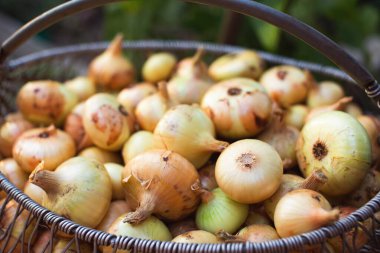 Sepette renkli soğanlar. Sığ alan derinliği