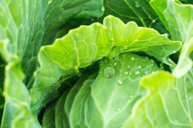 Olgun yeşil lahana, bir damla suyla yakın plan.