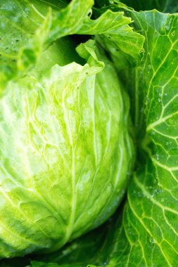 Renkli organik lahana sebze makrosu