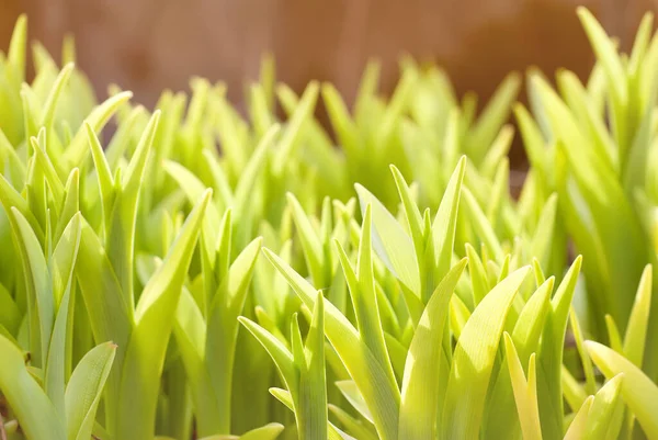 Sprouts growing out of the ground covered in warm sun light