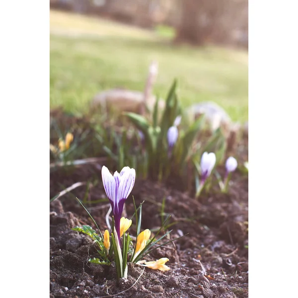 Hermosa Flor Azafrán Creciendo Parterre Jardín Primavera — Foto de Stock