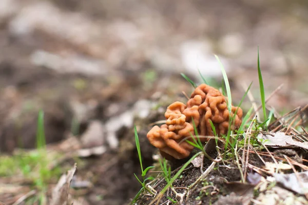 While many people eat false morels without apparent harm, some people have developed acute toxicity and recent evidence suggests that there may be long-term health risks as well.