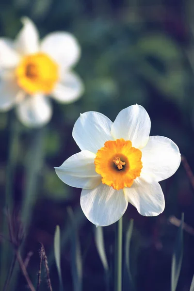 Narcuso Flores Que Florecen Jardín Los Exteriores Primavera Blanco Naranja — Foto de Stock