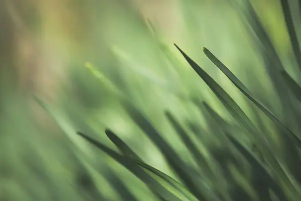 Feche Tiro Grama Gramado Verão Verde Brilhante Vibrante Imagem Primavera — Fotografia de Stock