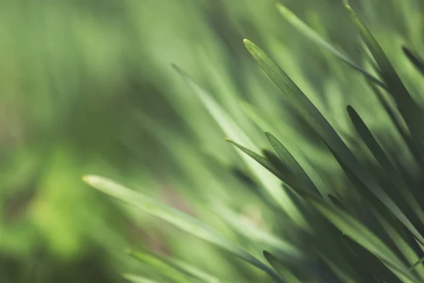 Nahaufnahme Von Gras Auf Einer Wiese Helles Und Lebhaftes Grünes — Stockfoto