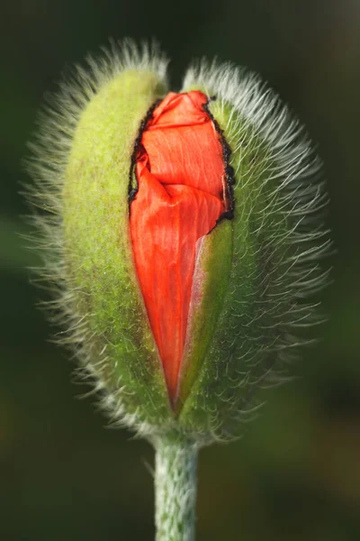 Poppy Bloem Hoofd Macro Schot Ondiepe Scherptediepte — Stockfoto