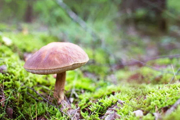 苔藓中的褐帽伞形蘑菇 味道鲜美的食物 奶油奶昔H — 图库照片