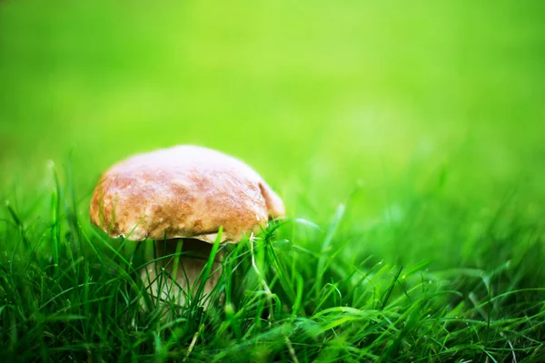 香菇在草丛中 有天然的乳白色背景 浅水区深度 — 图库照片