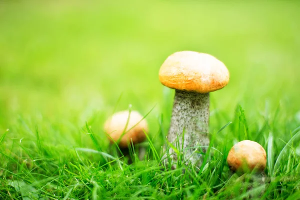 Cogumelos Boleto Laranja Cap Fundo Grama Verde — Fotografia de Stock