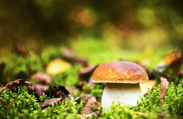 Porcini Mushroom Growing Forest Moss Delicious Mushroom — Stock Photo, Image