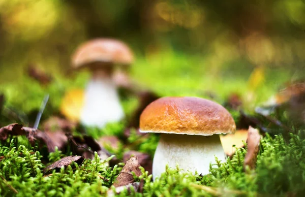 Delicious Porcini Cep Mushrooms Forest Moss — Stock Photo, Image