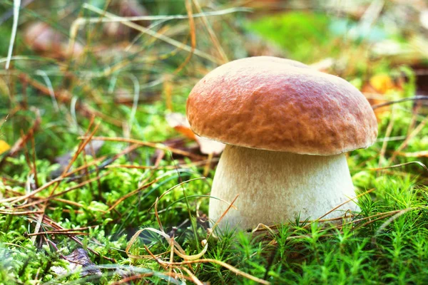 Porcini mantarı renkli yosun macrosunun içinde büyüyor.
