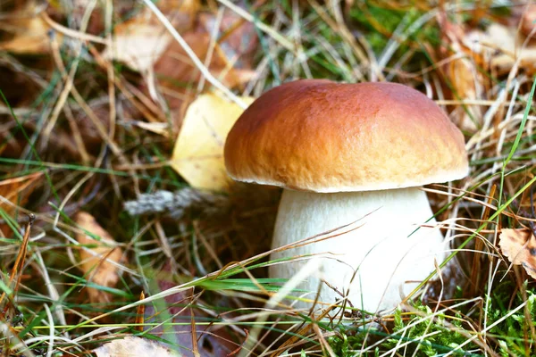 Large Porcini Mushroom Forest — Stock Photo, Image