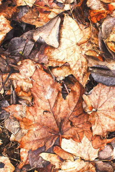Όμορφη Πτώση Φθινόπωρο Πορτοκαλί Φύλλα Υφή Φόντου — Φωτογραφία Αρχείου