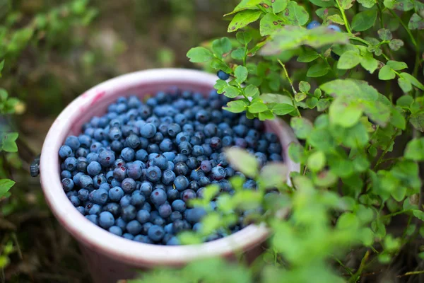 Kbelík Plný Modrých Bobulí Lese Poblíž Borůvkového Keře Mělká Hloubka — Stock fotografie