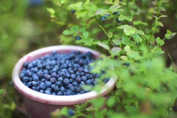 Cubo Lleno Arándanos Cerca Arbusto Bayas Azules Bosque Cosecha Temporada —  Fotos de Stock