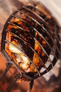 Kızarmış uskumru balığı. Sığ alan derinliği