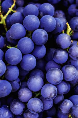 Koyu mavi üzümler kırmızı şarap yapmak için idealdir. Isabella üzümleri