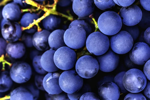 Kırmızı şarap makrosu yapmak için koyu mavi üzümler. Vitis labrusca Isabella