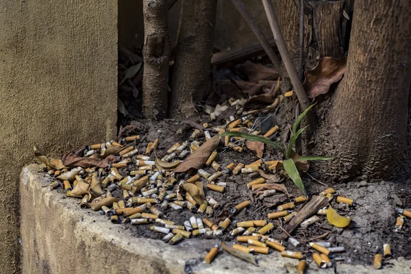 Colillas Cigarrillos Que Contaminan Medio Ambiente Ecología Calentamiento Global — Foto de Stock