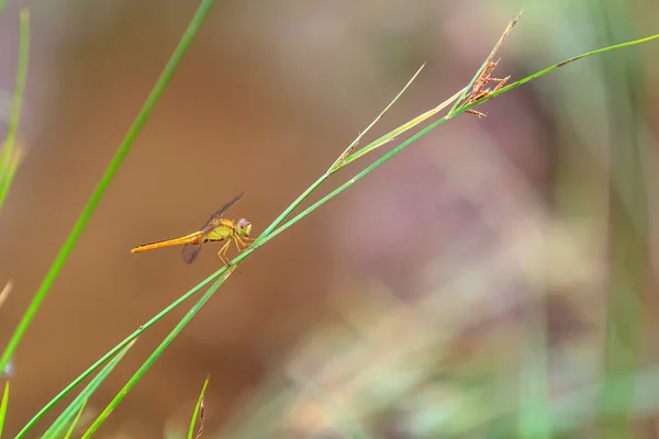 Hermosa libélula naranja en una hierba verde de cerca . — Foto de Stock